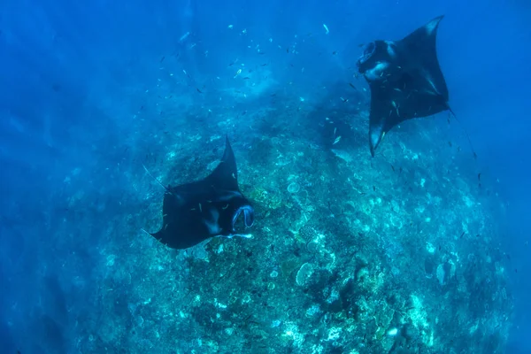 Rayos Manta Buceo Snorkel Vacaciones Bali Increíbles Criaturas Del Océano —  Fotos de Stock