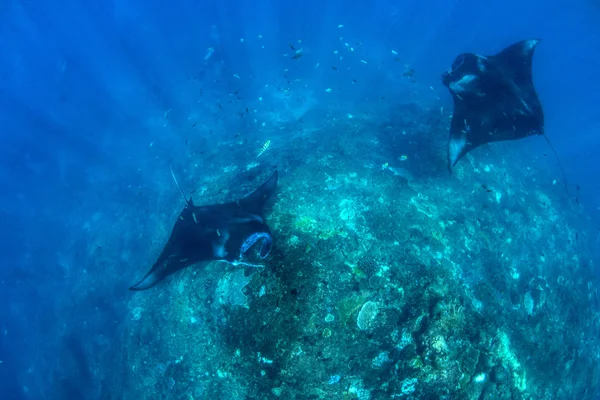 Manta Rays Búvárkodás Snorkeling Üdülés Balin Csodálatos Lények Indiai Óceán — Stock Fotó