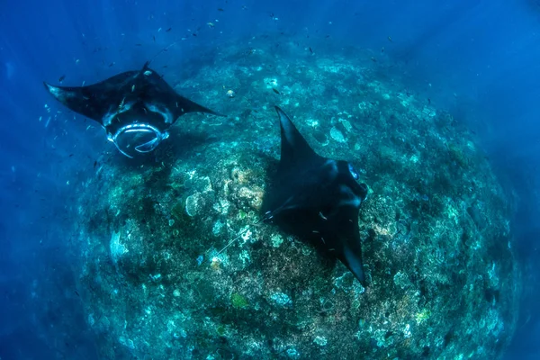 Manta ışınları - Dalış, şnorkel ve Bali tatil. Hint Okyanusu'nun inanılmaz yaratıklar.