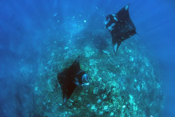 Manta rays - diving and snorkeling in Bali.