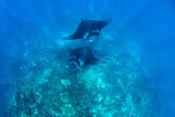 Manta Ακτίνες Καταδύσεις Και Κολύμβηση Αναπνευστήρα Στο Μπαλί — Φωτογραφία Αρχείου