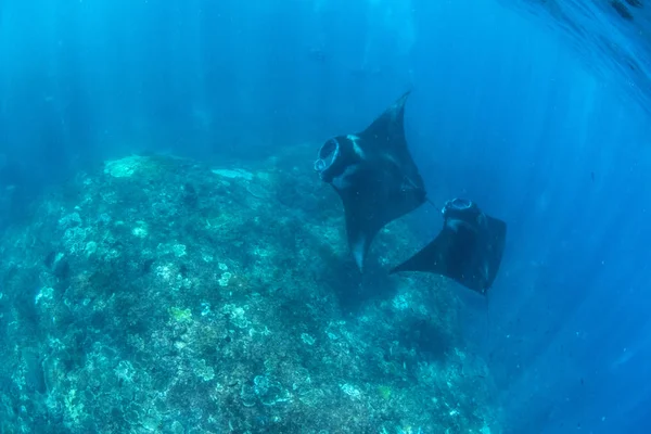 Manta Paprsky Potápění Šnorchlování Destinaci Bali — Stock fotografie