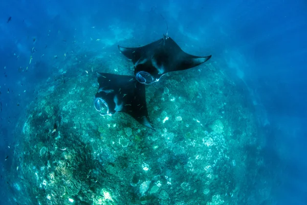Manta ışınları - dalış ve şnorkel Bali.