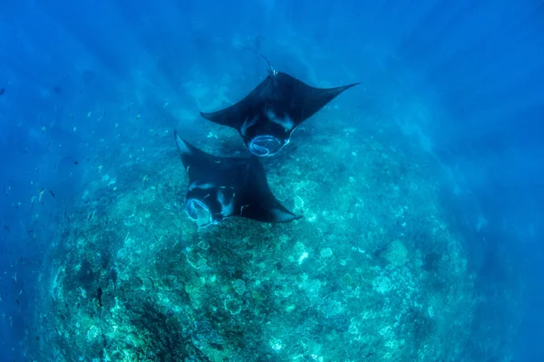 Raios Manta Mergulho Snorkeling Bali — Fotografia de Stock