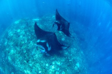 Manta ışınları - dalış ve şnorkel Bali.