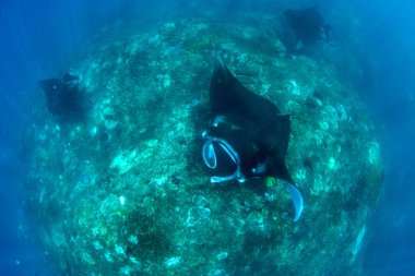 Manta ışınları - dalış ve şnorkel Bali.