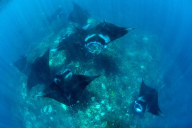 Manta ışınları - Dalış, şnorkel ve Bali Tatil.