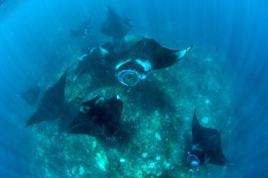Manta ışınları - Dalış, şnorkel ve Bali Tatil.