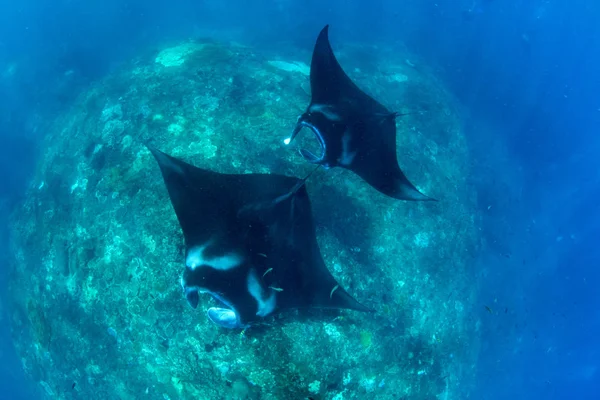 Rayos Manta Buceo Snorkel Bali — Foto de Stock