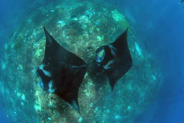 Manta Paprsky Potápění Šnorchlování Destinaci Bali — Stock fotografie