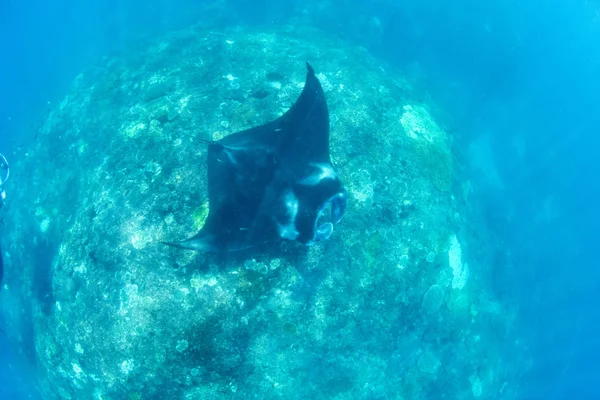 Manta Ακτίνες Καταδύσεις Και Κολύμβηση Αναπνευστήρα Στο Μπαλί — Φωτογραφία Αρχείου