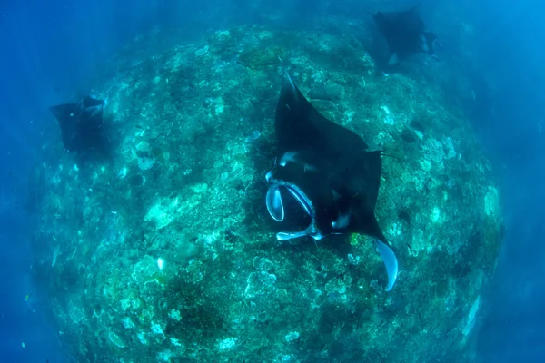 Manta Ray Immersioni Snorkeling Bali — Foto Stock
