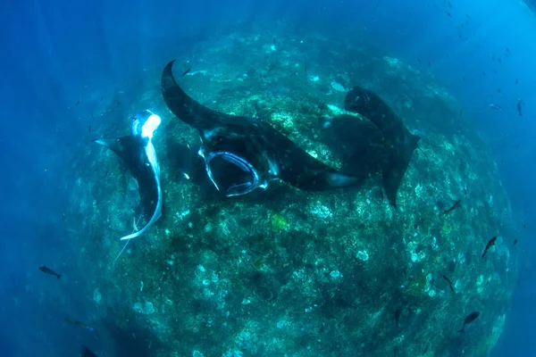 Raios Manta Mergulho Snorkeling Bali — Fotografia de Stock