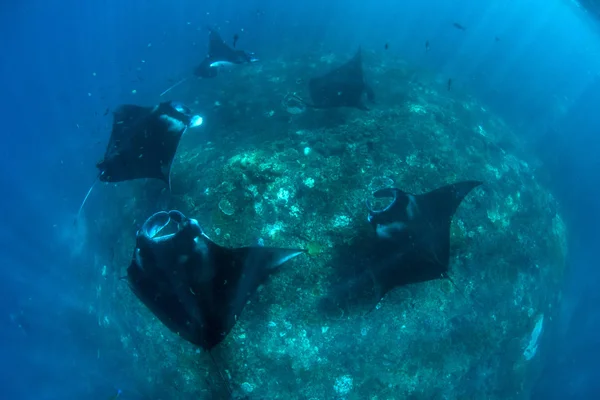 Manta Ακτίνες Καταδύσεις Και Κολύμβηση Αναπνευστήρα Στο Μπαλί — Φωτογραφία Αρχείου