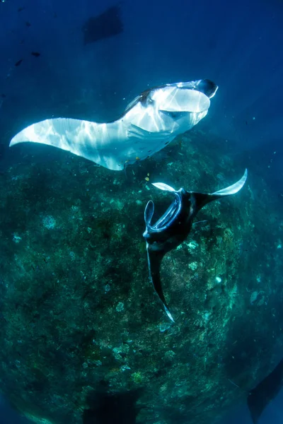 Manta Paprsky Potápění Šnorchlování Destinaci Bali — Stock fotografie