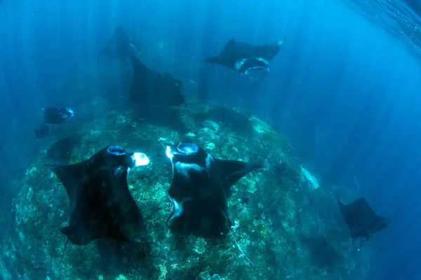 Manta rays - diving and snorkeling in Bali.