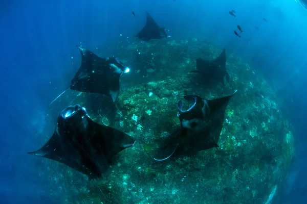 Manta Rays Búvárkodás Snorkeling Üdülés Balin — Stock Fotó