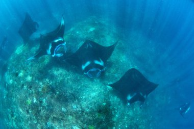 Manta ışınları - Dalış, şnorkel ve Bali Tatil.
