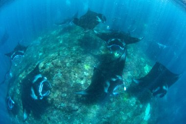 Manta ışınları - Dalış, şnorkel ve Bali Tatil.