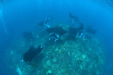 Manta ışınları - Dalış, şnorkel ve Bali Tatil.