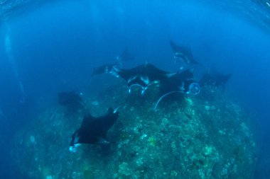 Manta ışınları - Dalış, şnorkel ve Bali Tatil.