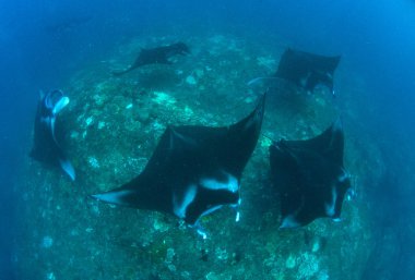 Manta ışınları - Dalış, şnorkel ve Bali Tatil.