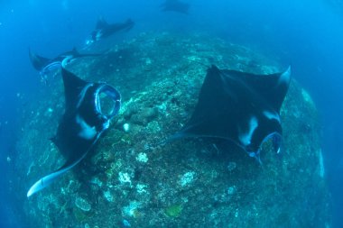 Manta ışınları - Dalış, şnorkel ve Bali Tatil.