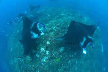 Manta ışınları - Dalış, şnorkel ve Bali Tatil.