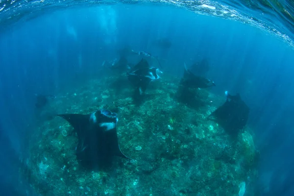 Manta Rays Búvárkodás Snorkeling Üdülés Balin — Stock Fotó