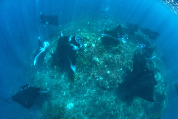 Manta Rays Búvárkodás Snorkeling Üdülés Balin — Stock Fotó