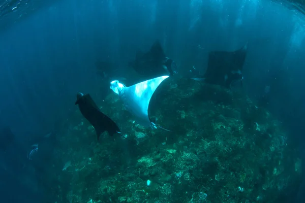 Manta rays - diving, snorkeling and holiday in Bali.
