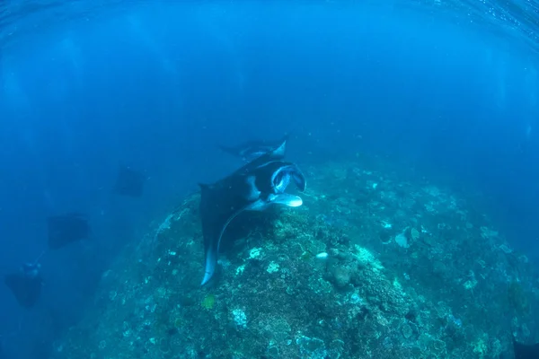 Manta Rays Búvárkodás Snorkeling Üdülés Balin — Stock Fotó