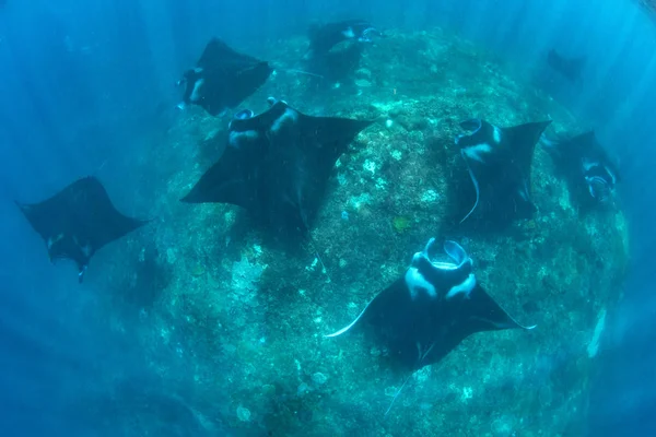 Manta ışınları - Dalış, şnorkel ve Bali Tatil.