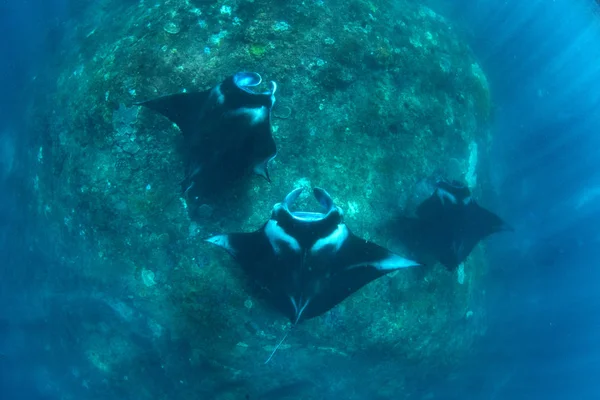 Manta Rays Búvárkodás Snorkeling Üdülés Balin — Stock Fotó