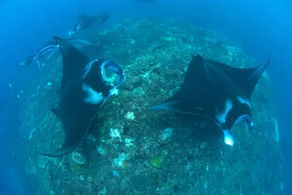 Manta Rays Búvárkodás Snorkeling Üdülés Balin — Stock Fotó