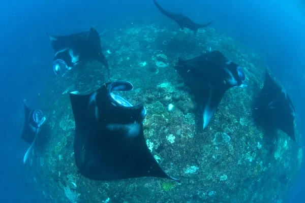 Manty Potápění Šnorchlování Dovolená Bali — Stock fotografie