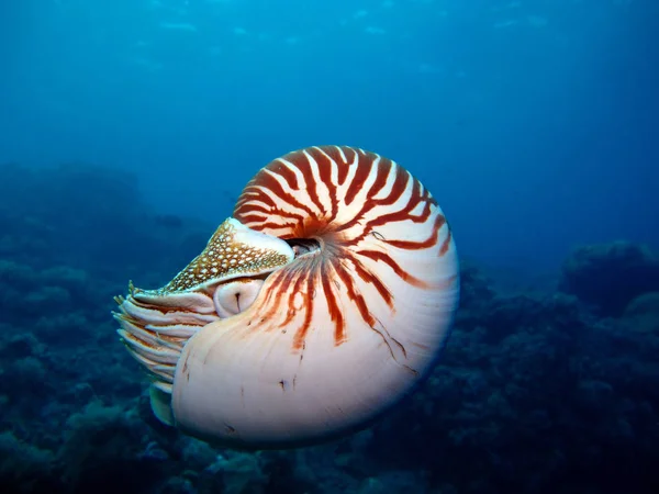 Incredible Underwater World Nautilus Palau — Stock Photo, Image