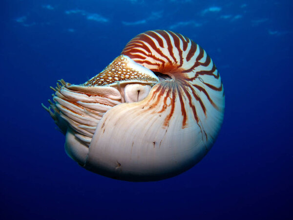 Incredible Underwater World - Nautilus. Palau. 