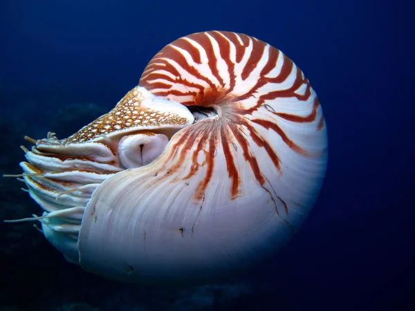 Hihetetlen Víz Alatti Világ Nautilus Palau — Stock Fotó