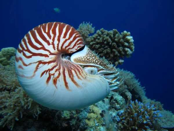 İnanılmaz sualtı dünyası - Nautilus. Palau. 