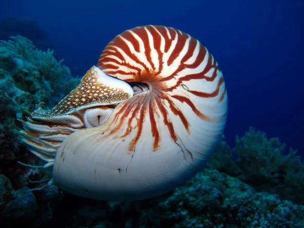 İnanılmaz sualtı dünyası - Nautilus. Palau. 