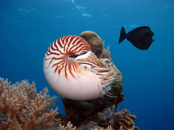 Неймовірні Підводний Світ Nautilus Палау — стокове фото