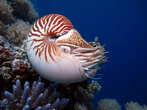 Неймовірні Підводний Світ Nautilus Палау — стокове фото