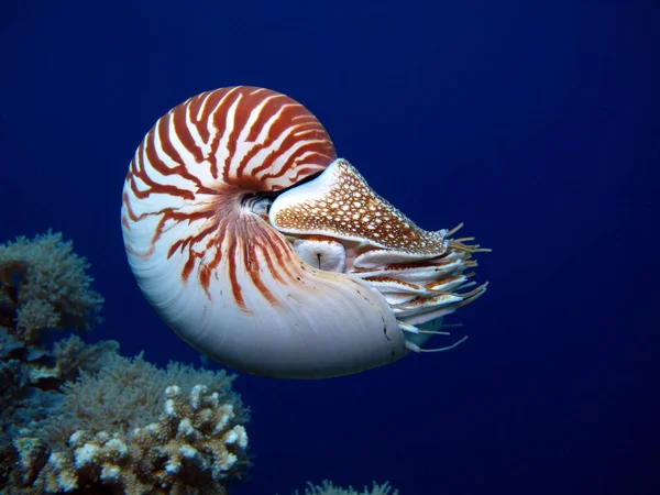 Incredible Underwater World Nautilus Palau — Stock Photo, Image