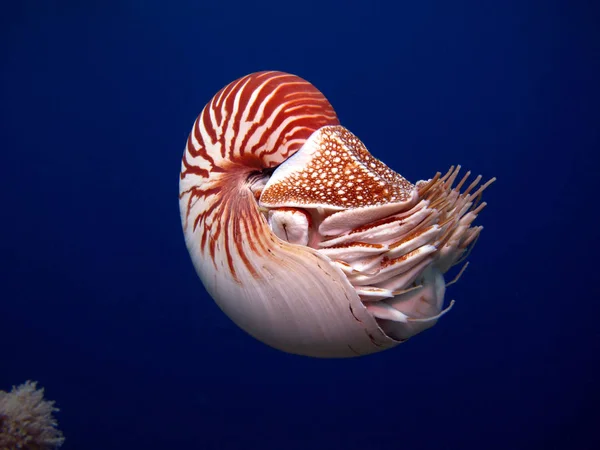 Incredible Underwater World Nautilus Palau — Stock Photo, Image