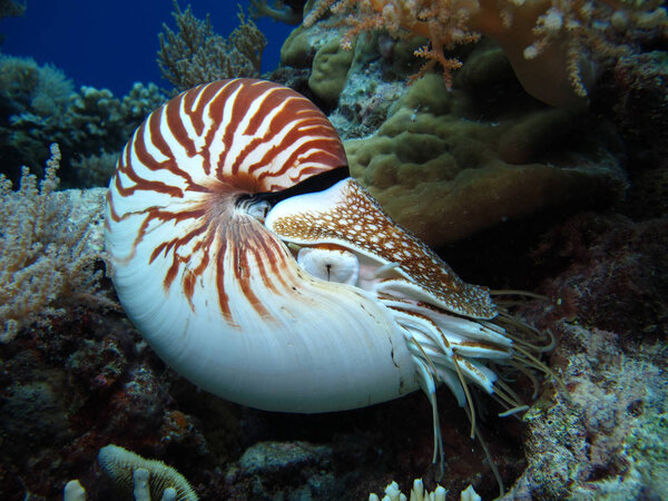 Incredible Underwater World - Nautilus. Palau. 