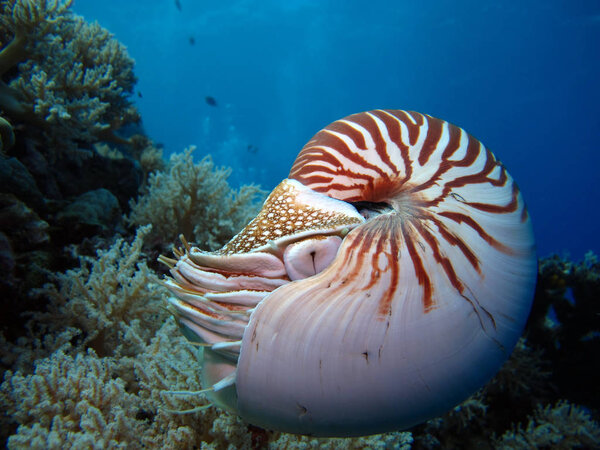 Incredible Underwater World - Nautilus. Palau. 