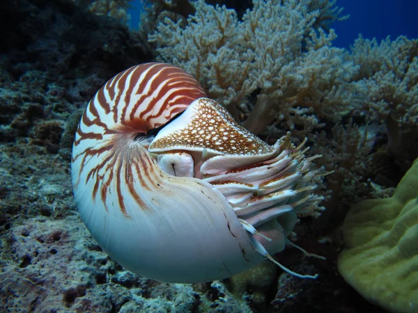 İnanılmaz sualtı dünyası - Nautilus. Palau. 