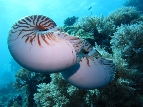 Incredible Underwater World Nautilus Palau — Stock Photo, Image