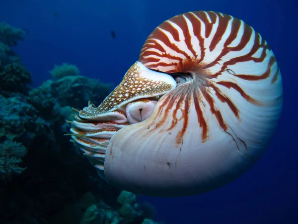 Hihetetlen Víz Alatti Világ Nautilus Palau — Stock Fotó